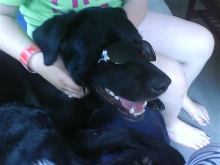 Blanding af racer Charlie - WOW er det til migxD billede 1