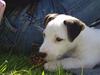 Jack russell terrier Lulu