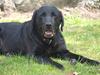 Labrador retriever Kuskgårdens Banja [ Himmelhund]