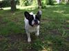 Fransk bulldog Slyngel