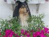 Collie langhåret Bold And The Beutiful