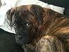 Bullmastiff Byron aka Bøffen