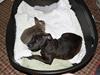 Staffordshire bull terrier Allways number one(Mico)
