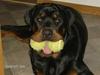 Rottweiler Tyson [ Himmelhund]
