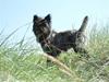 Cairn terrier Meg