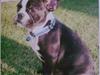 Fransk bulldog Kato (min brors)