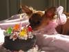 Russisk toy terrier Favorit Style Strekoza - Yuppy