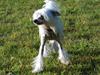 Chinese crested hårløs Spike