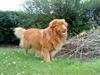 Nova scotia duck tolling retriever Andy