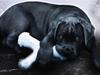 Cane corso Calule