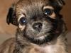Chihuahua Lykke