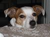 Jack russell terrier Malou R.I.P [ Himmelhund]