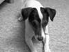 Jack russell terrier Jackie