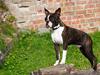Boston terrier Cekin LaKonga