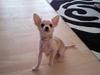 Chihuahua Fnuggi