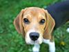 Beagle Maggie