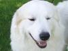 Pyreneerhund Celtia 