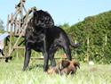 Griffon petit brabancon Ozzy