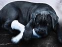 Cane corso Calule