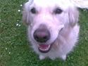 Golden retriever Ramus<33