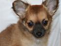 Chihuahua Miley