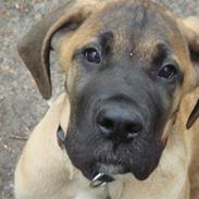 Blanding af racer Cujo