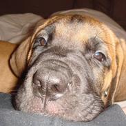 Blanding af racer Cujo