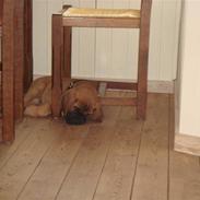 Blanding af racer Cujo