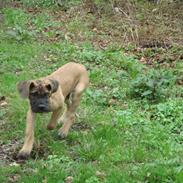 Blanding af racer Cujo