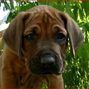 Rhodesian ridgeback       "Bhara Bhara" Jengo