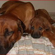 Rhodesian ridgeback       "Bhara Bhara" Jengo