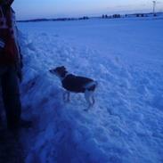 Dansk svensk gaardhund Bella