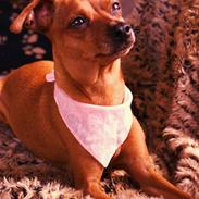 Prazsky krysarik Dixie