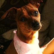 Prazsky krysarik Dixie