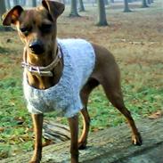 Prazsky krysarik Dixie