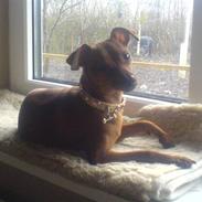 Prazsky krysarik Dixie