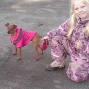 Prazsky krysarik Dixie