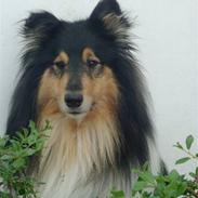 Collie langhåret Bold And The Beutiful