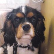 Cavalier king charles spaniel Vaks