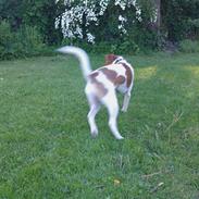Dansk svensk gaardhund Rex