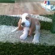 Basset hound osker