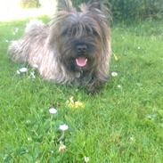Cairn terrier Anton