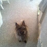 Cairn terrier Anton