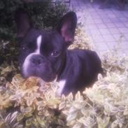 Fransk bulldog macho