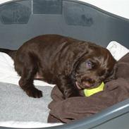 Field Trial Cockerspaniel Maggie