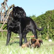 Griffon petit brabancon Ozzy
