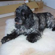 Cocker spaniel Emely Blue