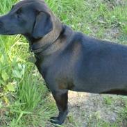 Blanding af racer Molly 