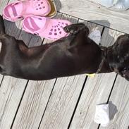 Blanding af racer Molly 