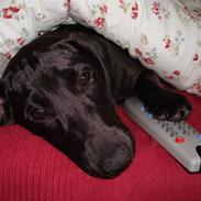 Blanding af racer Molly 